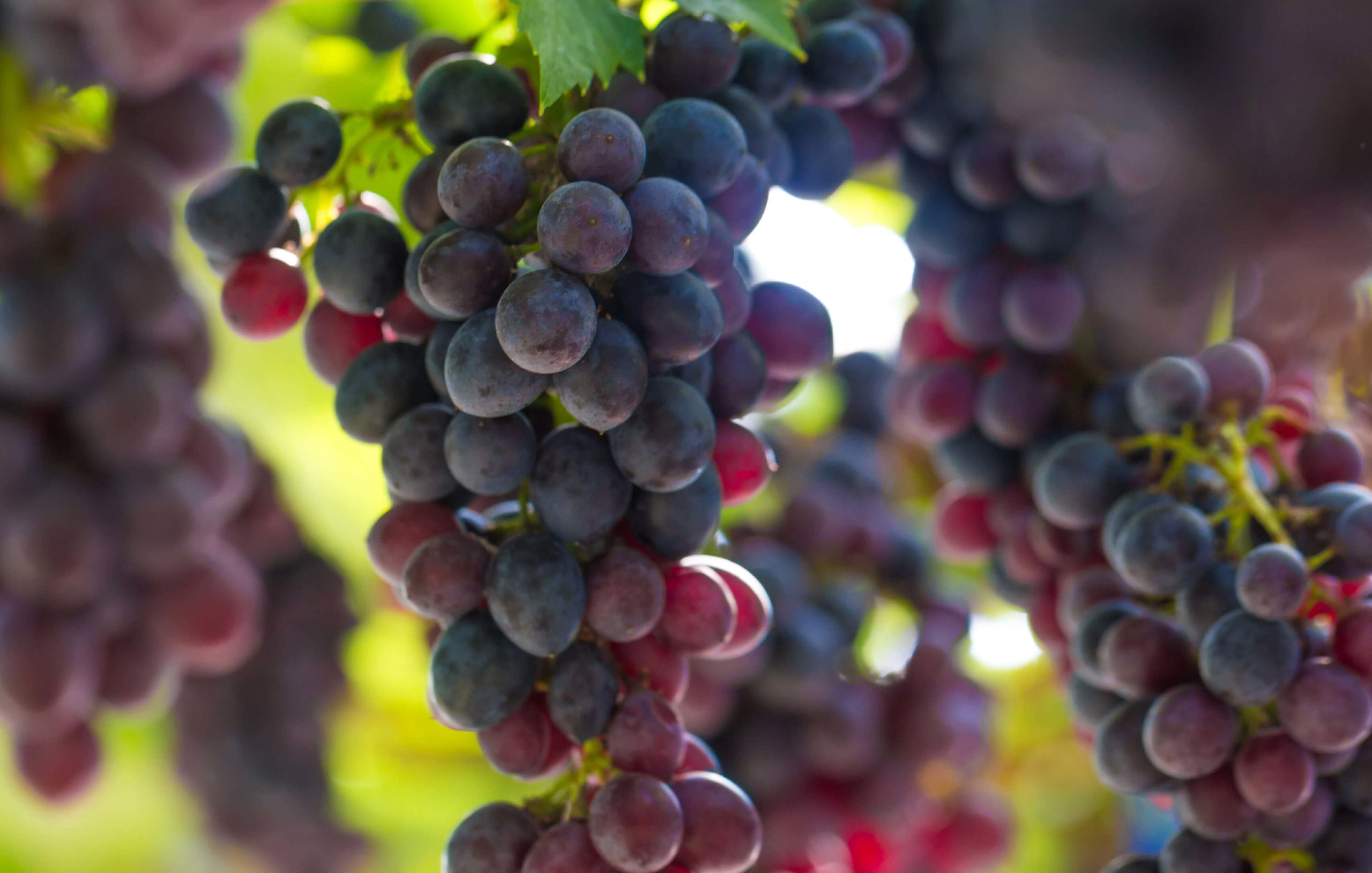 Recipes_Simple_TraditionalBalsamic