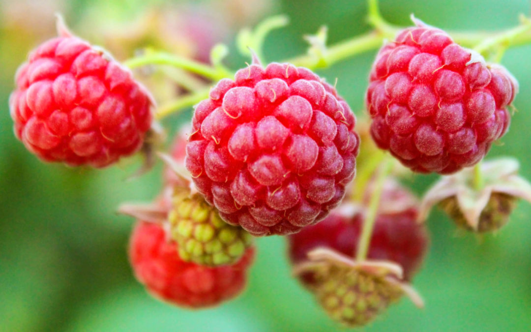 Wild Raspberry Balsamic