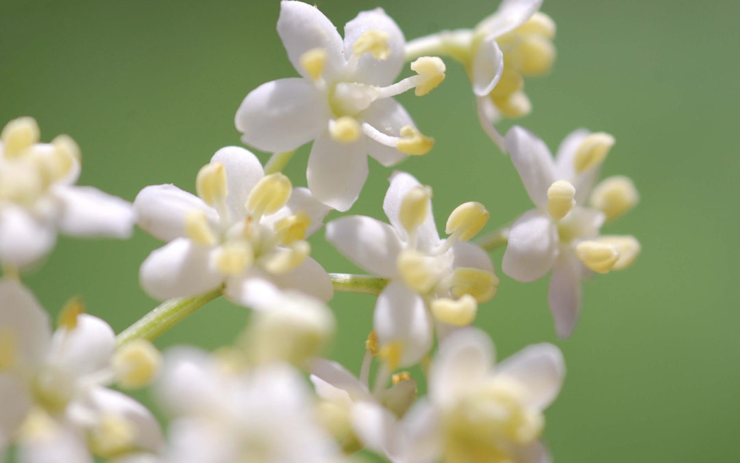 Elderflower White Balsamic
